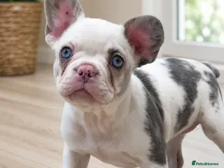 French Bulldog dogs *Ready NOW!!** Last Female!** - Advert 7