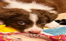 Border Collie dogs for sale: 🐾Ready to leave in 3 days🐾Border Collie🐾 - Image 1