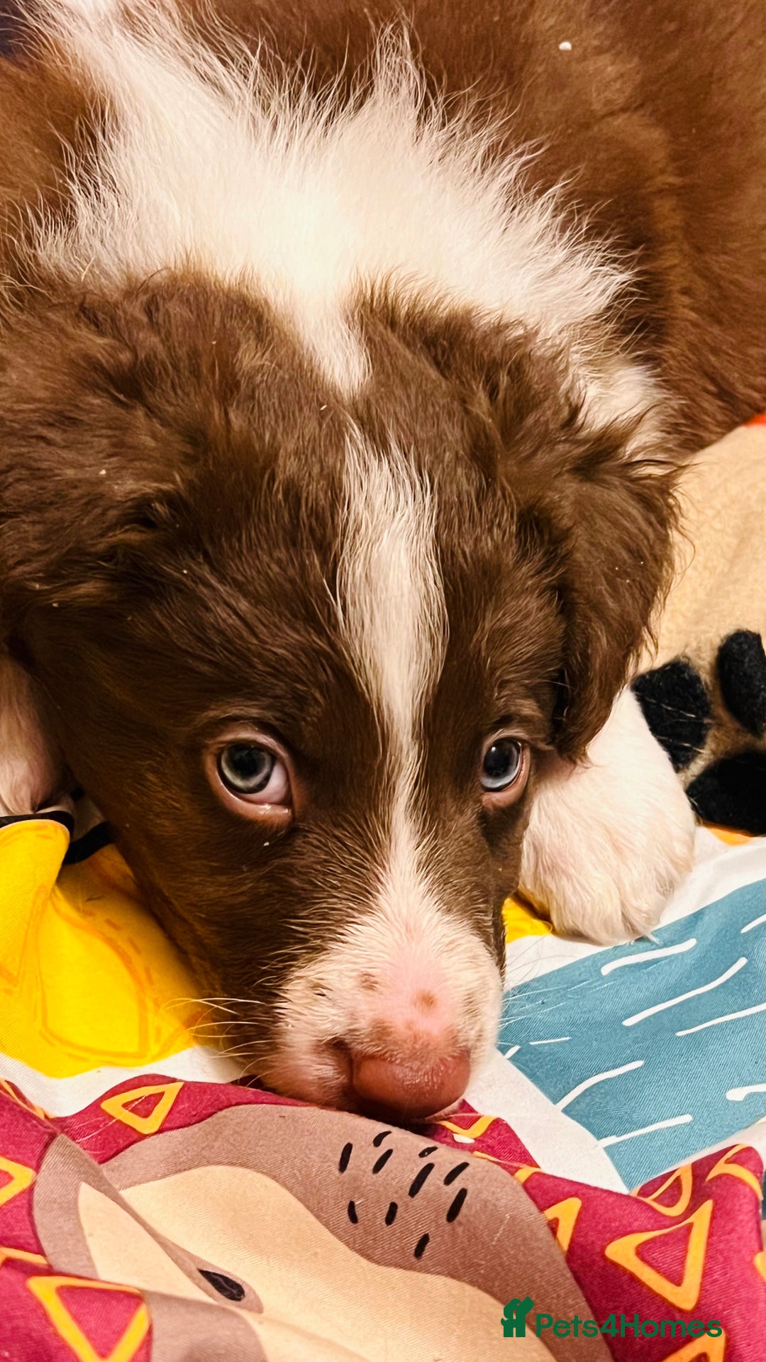 Border Collie dogs for sale: 🐾Ready to leave in 3 days🐾Border Collie🐾 - Image 1