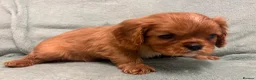Cavalier King Charles Spaniel dogs for sale: KC Cavalier Puppies Genetically Clear  - Advert 4