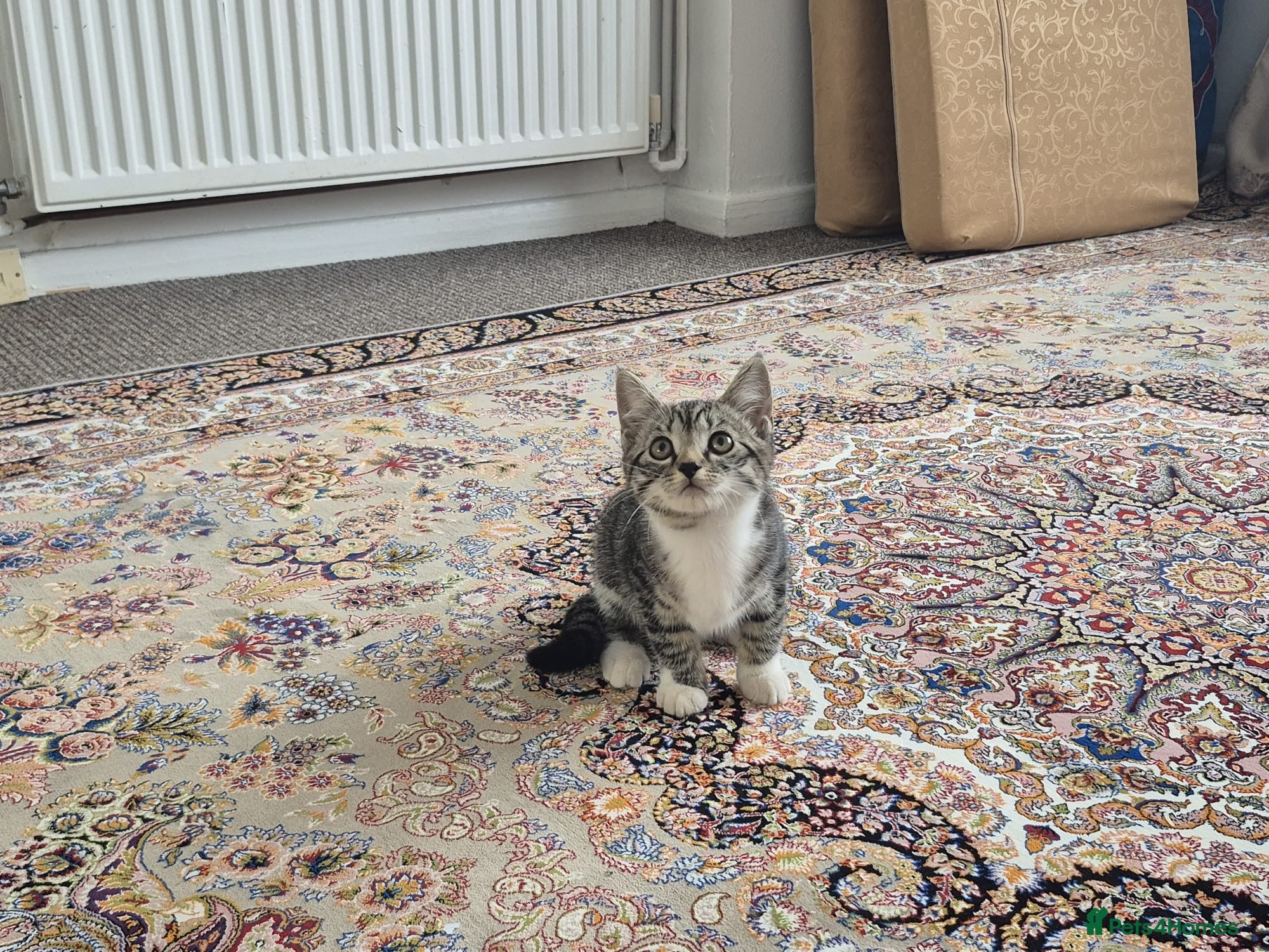 British Shorthair cats for sale: Tabby short hair kittens  - Advert 14