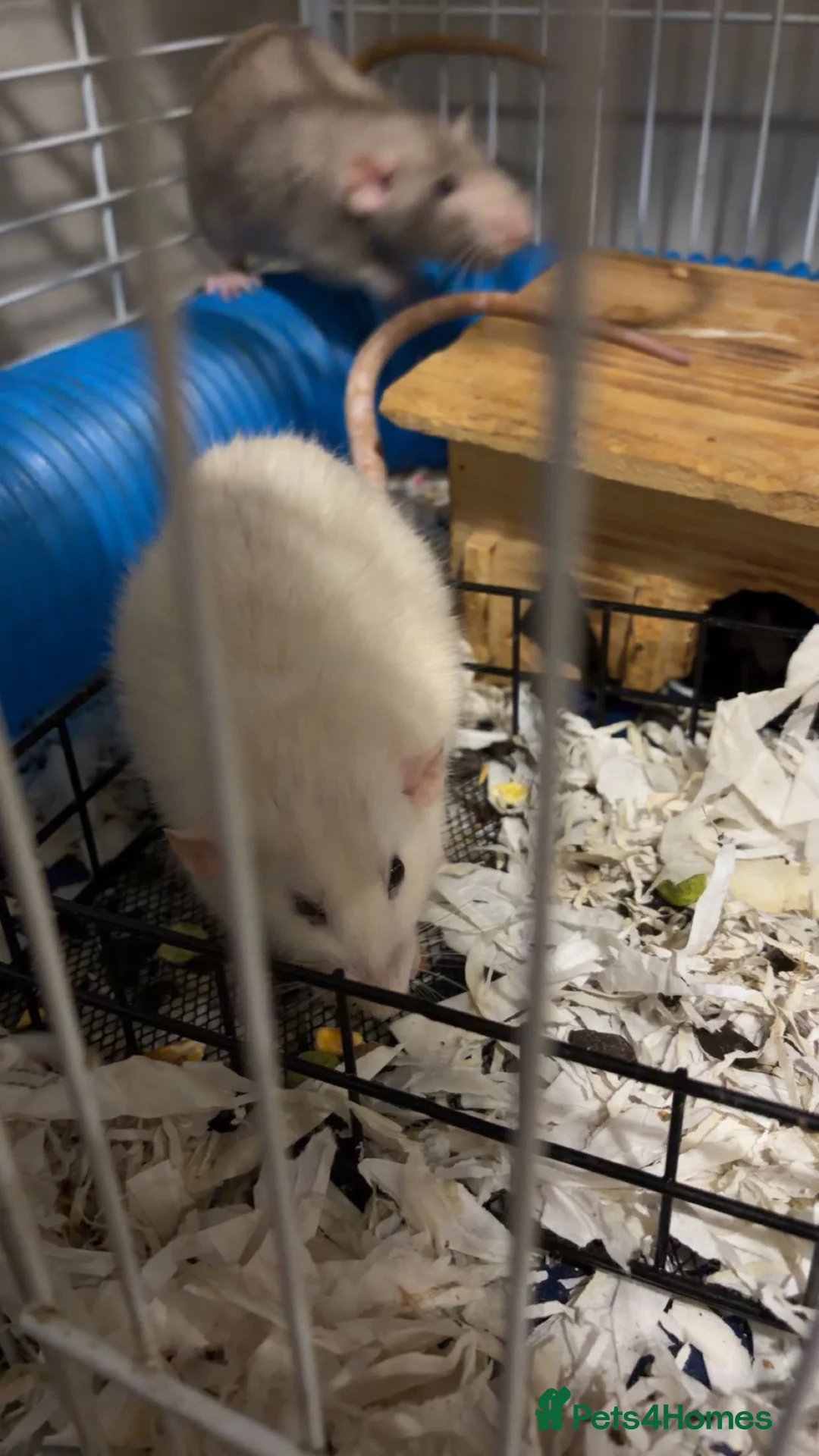 Rat rodents for sale: 4 male rats for sale  - Advert 4