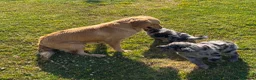 Golden Retriever dogs for sale: Beautiful Merle Golden Retriever x Border Collie - Advert 10