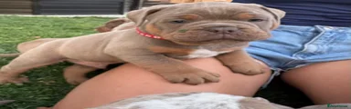 Olde English Bulldogge red collar