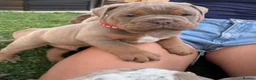 Olde English Bulldogge dogs for sale:  Olde English Bulldog Puppies L - Advert 8