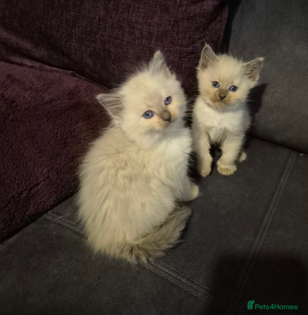 Siberian cats for sale: 5 stunning Siberian dolls! - Advert 6