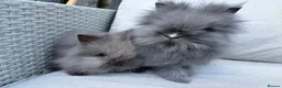 Lionhead rabbits for sale: 2 Double mane lion-head for sale last two boys  - Advert 7