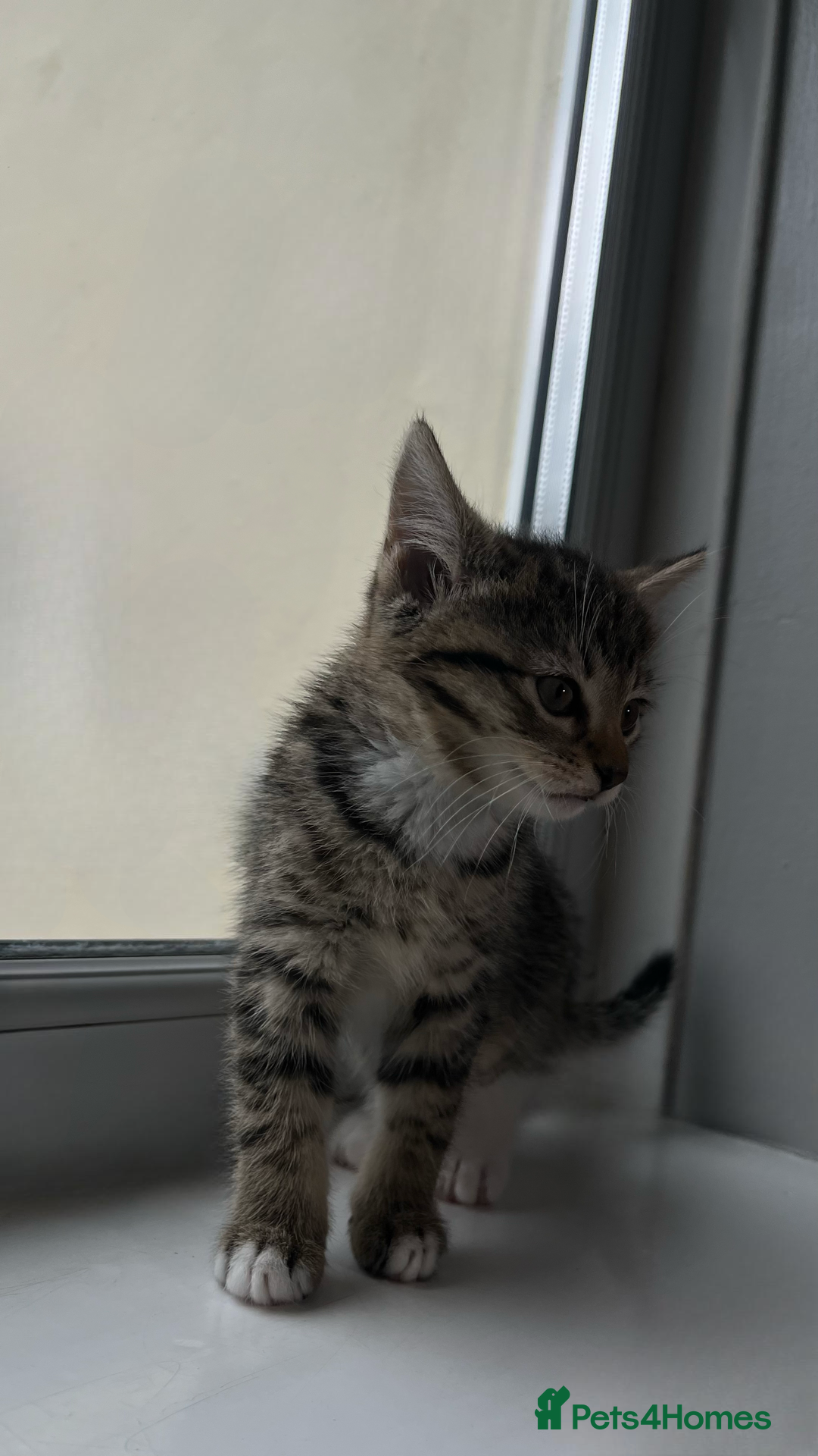 Domestic Shorthair cats for sale: SERIOUS HOMES ONLY - Image 4