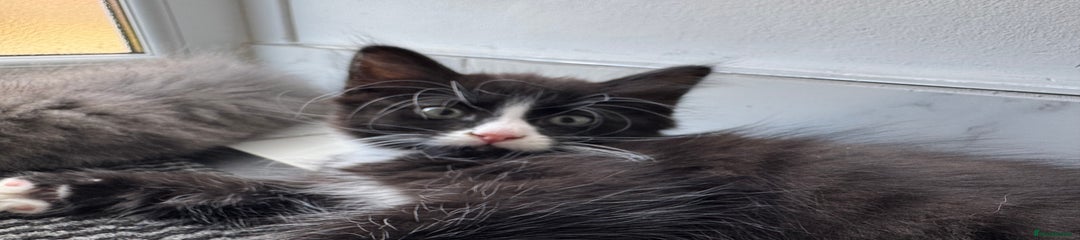 Tux
