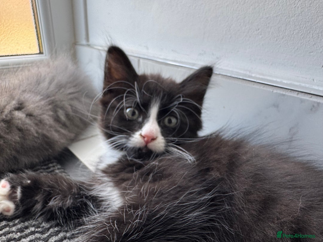 Mixed Breed cats for sale: 5 Siberian Nevada mixed kittens - Image 3