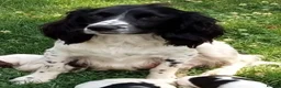 English Springer Spaniel dogs for sale: KC Registered English Springer Spaniels  - Advert 2