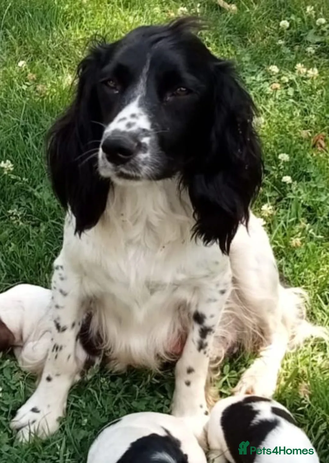 English Springer Spaniel dogs for sale: KC Registered English Springer Spaniels  - Advert 2