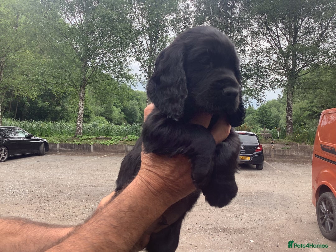 Cocker Spaniel dogs for sale: Mr Mark Hulme in Sandbach - Image 7