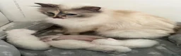 Birman cats for sale: Adorable GCCF registered Birman kittens - Advert 3