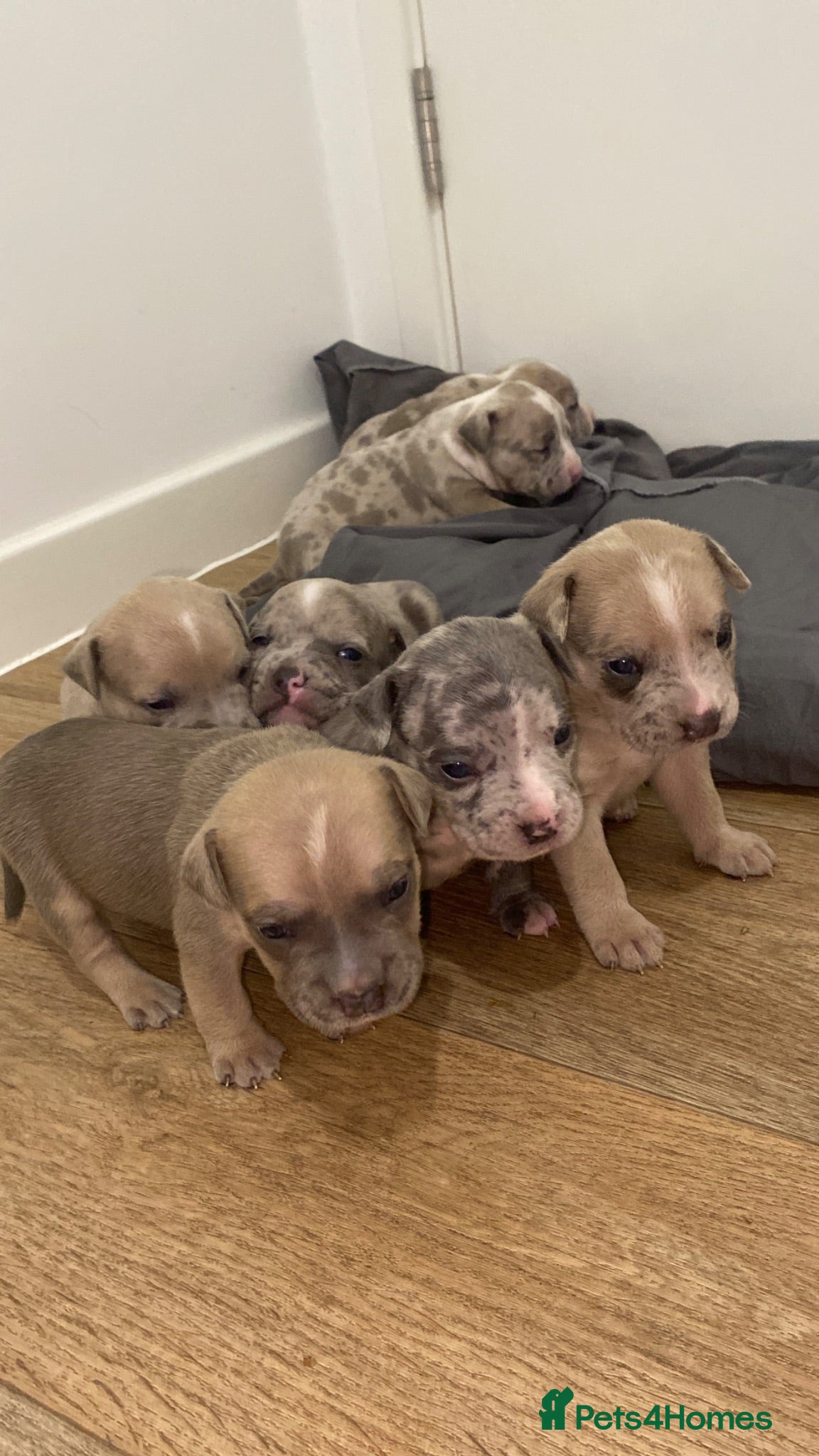 American Bully dogs 7 puppies looking for their new home  - Advert 11