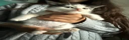 Mixed Breed cats for sale: Beautiful kittens mixed with ragdoll - Advert 23