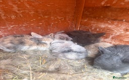 Dwarf Lop rabbits for sale: Baby rabbits for sale *6 - Advert 6