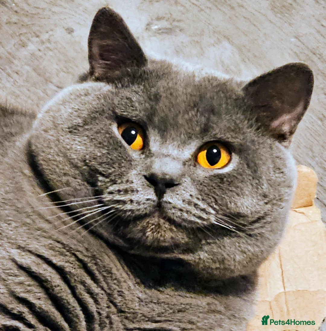 British Shorthair cats for stud: British short hair Bud the stud in London - Advert 3