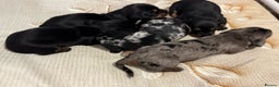 Miniature Dachshund dogs for sale: Mini dachshund puppies KC registered, DNA tested - Advert 23