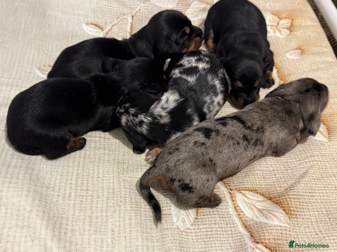 Miniature Dachshund dogs for sale: Mini dachshund puppies KC registered, DNA tested - Advert 23