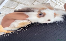 Lionhead rabbits for sale: 2 Lionhead Girls For Rehoming  - Image 7