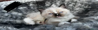 Ragdoll 2