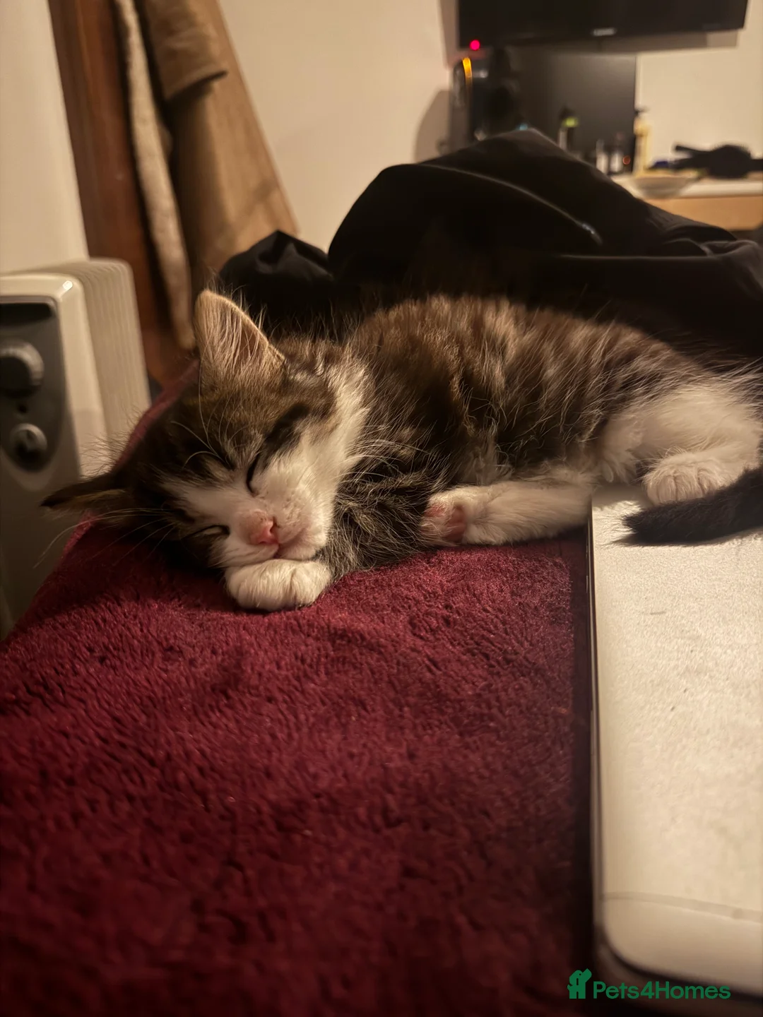 Mixed Breed cats for sale: Stripped British Shorthair & longhair kittens - Advert 13