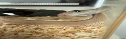 Rat Snake reptiles for sale: Blonde pecos rat snake male  in Hitchin - Advert 6