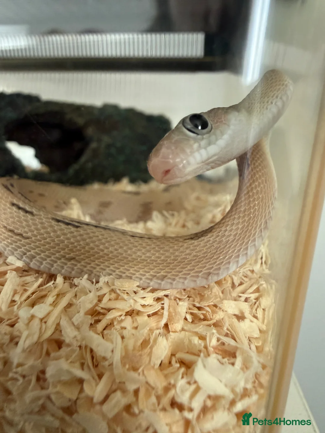 Rat Snake reptiles for sale: Blonde pecos rat snake male  in Hitchin - Advert 6