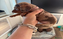 Miniature Dachshund dogs for sale: Beautiful miniature dachshunds  - Image 7