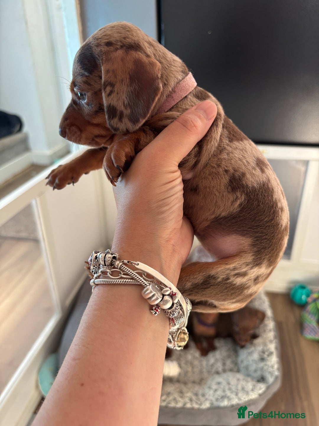 Miniature Dachshund dogs for sale: Beautiful miniature dachshunds  - Image 7