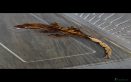 Gecko reptiles for sale: Baby crested gecko  - Image 1