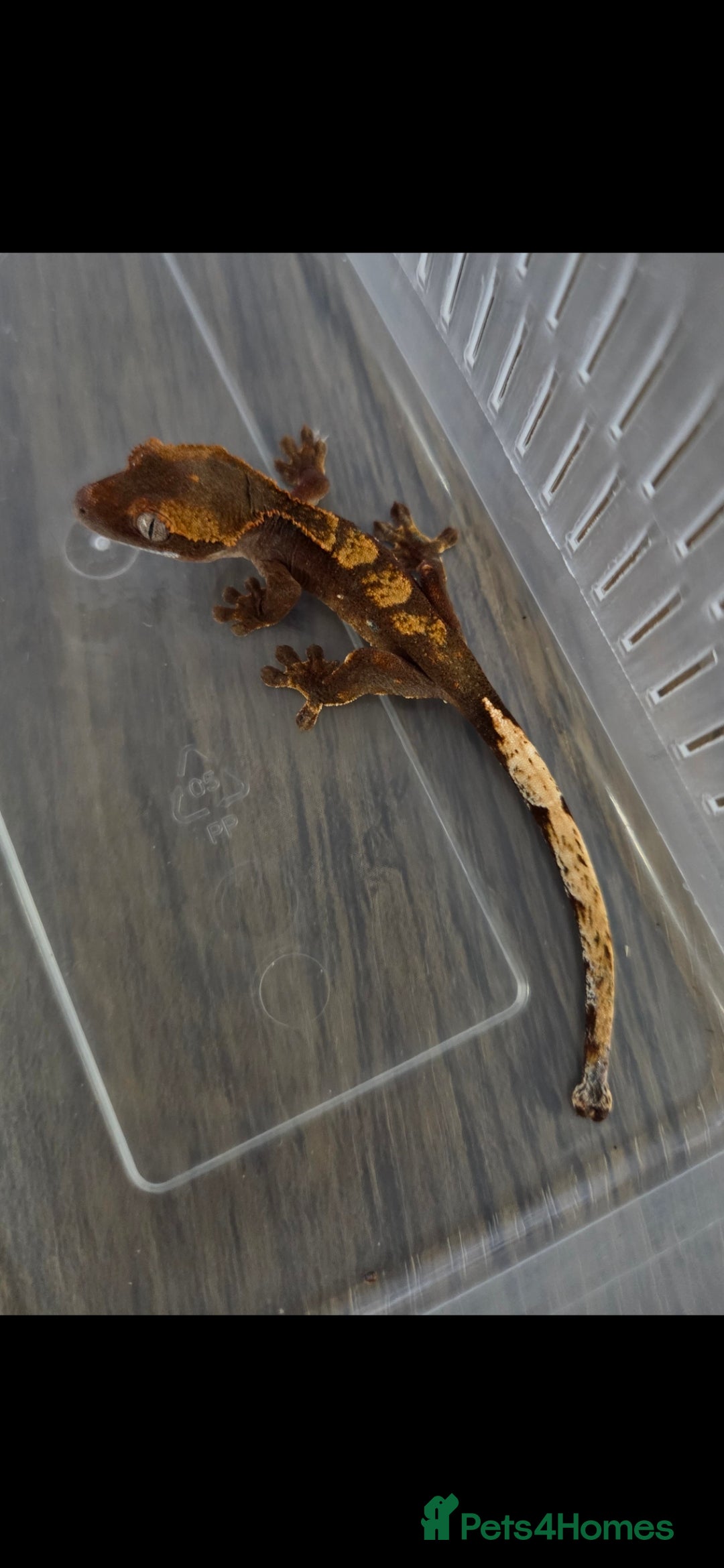 Gecko reptiles for sale: Baby crested gecko  - Image 1