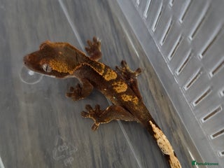 Gecko reptiles - Advert 22