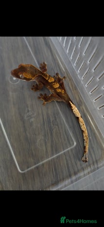 Gecko reptiles - Advert 9