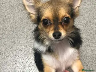 Chihuahua dogs Female chihuahua - Advert 2