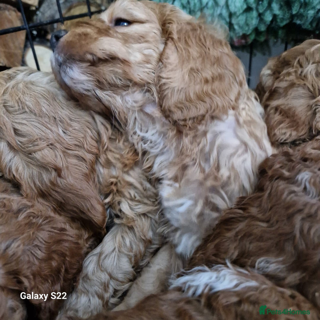 Cockapoo dogs for sale: Cockapoo - Advert 8