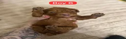 Cavapoo dogs for sale: Chocolate cavapoo available babies   - Advert 5