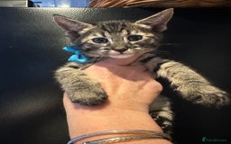 Maine Coon cats for sale: Mainecoon x  - Image 7