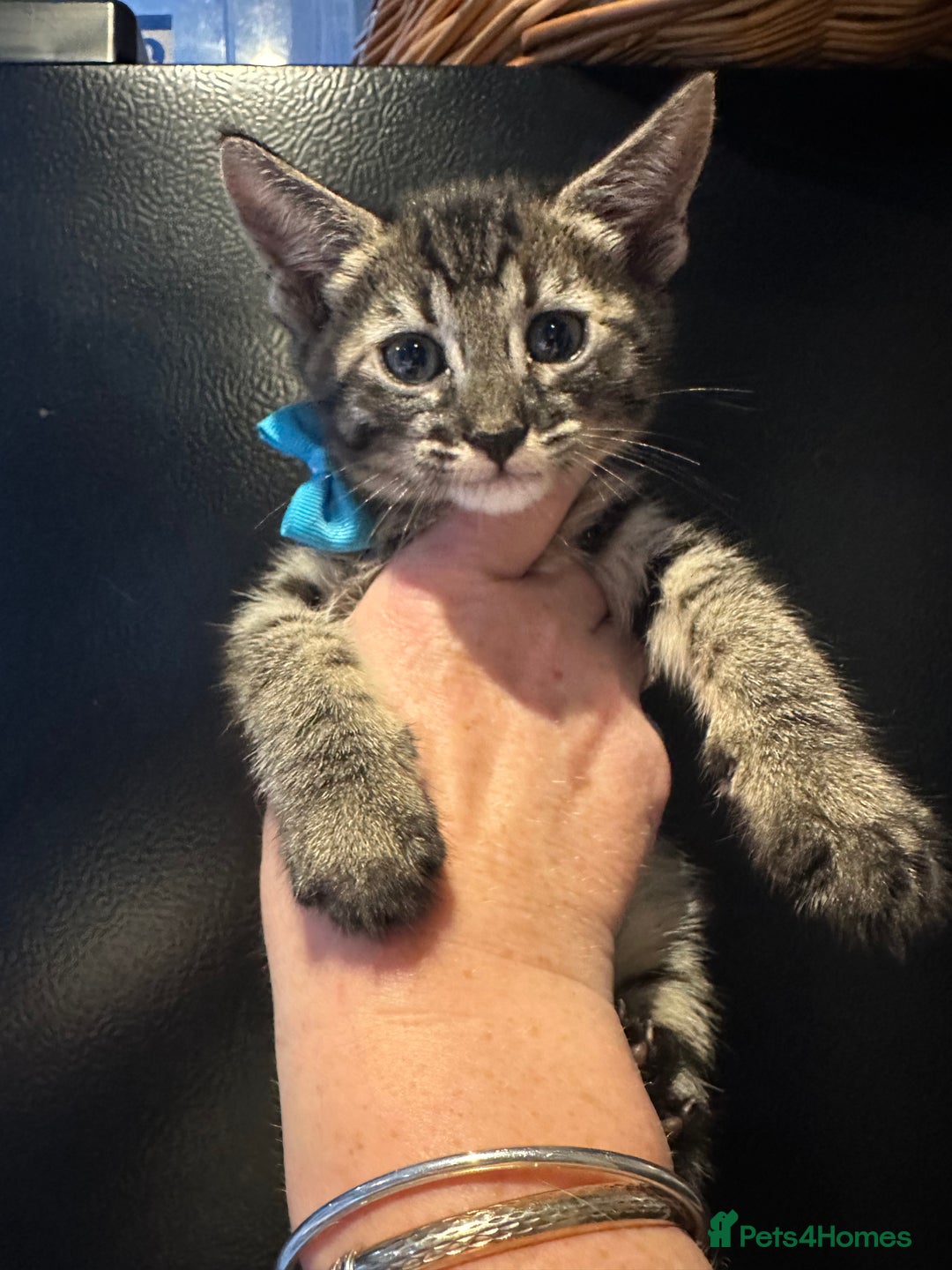 Maine Coon cats for sale: Mainecoon x  - Image 7