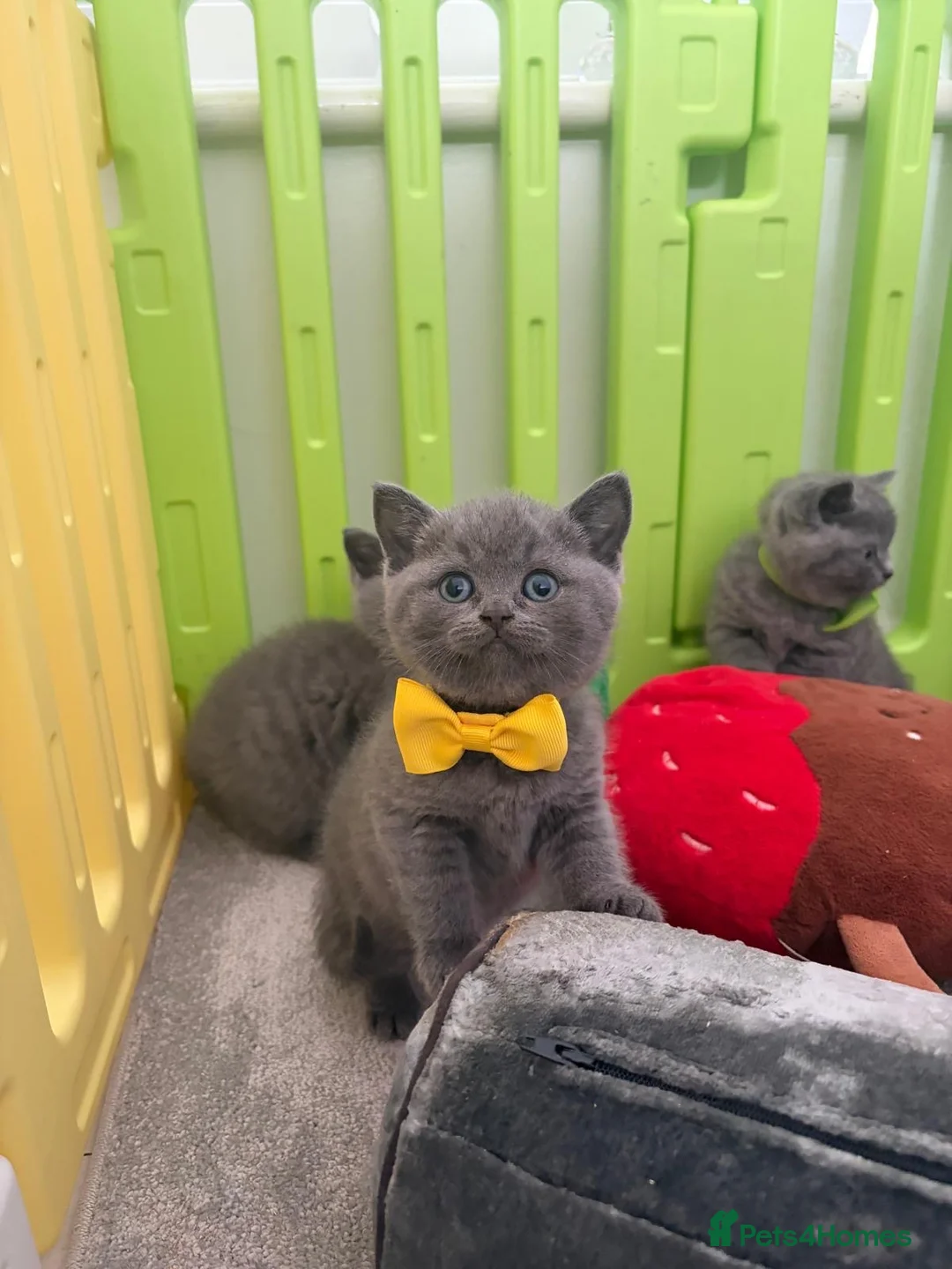 British Shorthair cats for sale: British shorthair kitten  - Advert 9