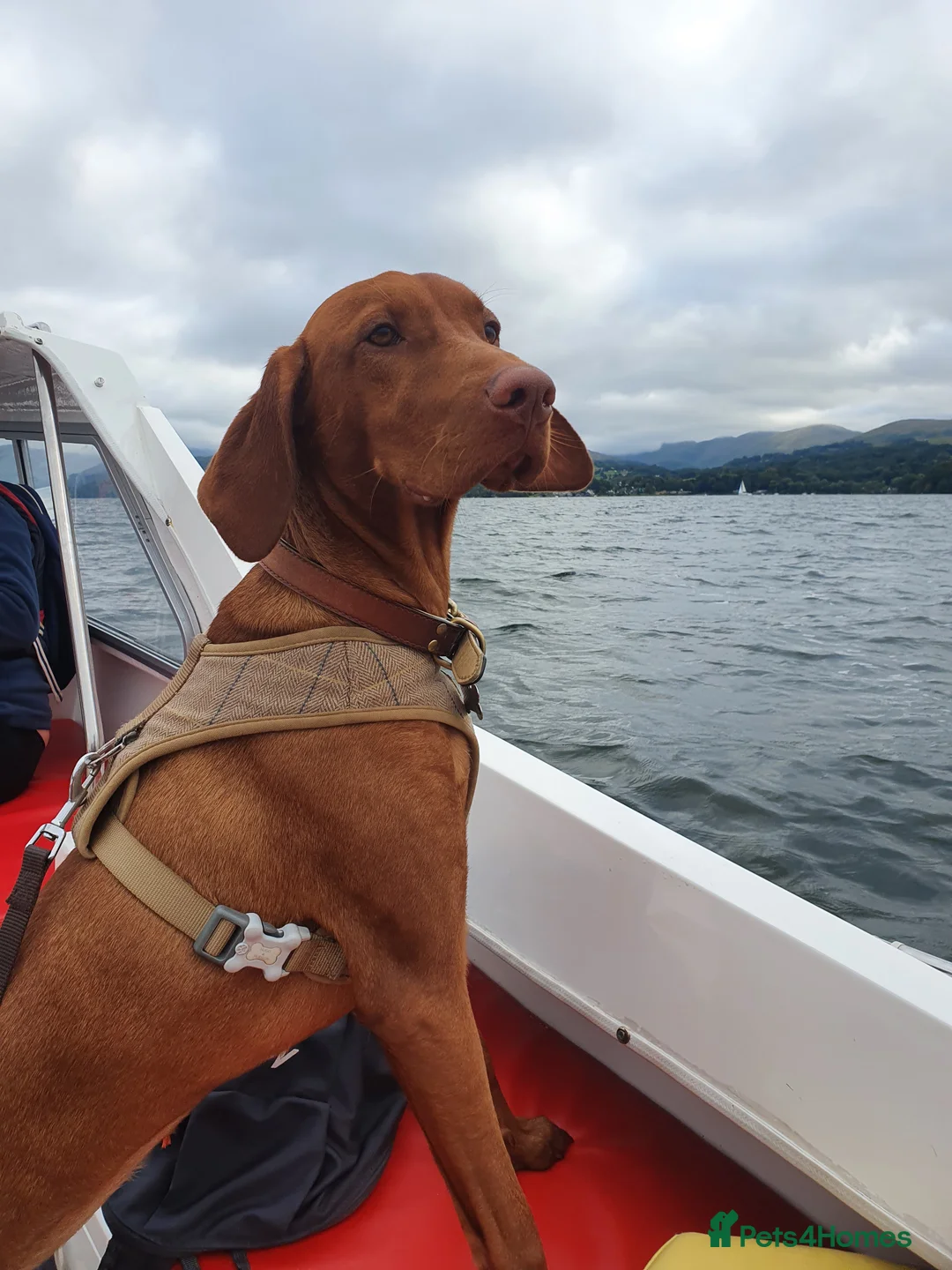 Hungarian Vizsla dogs for sale: Hungarian Vizsla Puppies - Coming Soon! - Advert 5