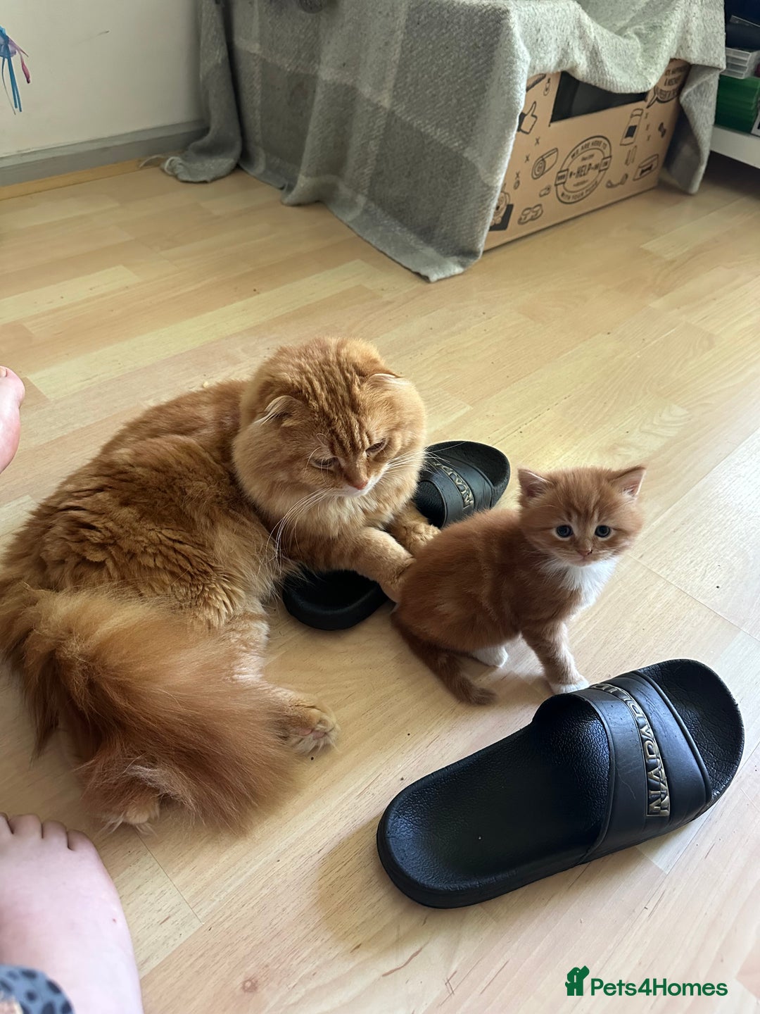 Scottish Fold cats for sale: Scottish fold/straight babies - Image 23