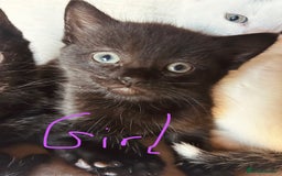 Mixed Breed cats for sale: Cute child-friendly kittens - Image 4