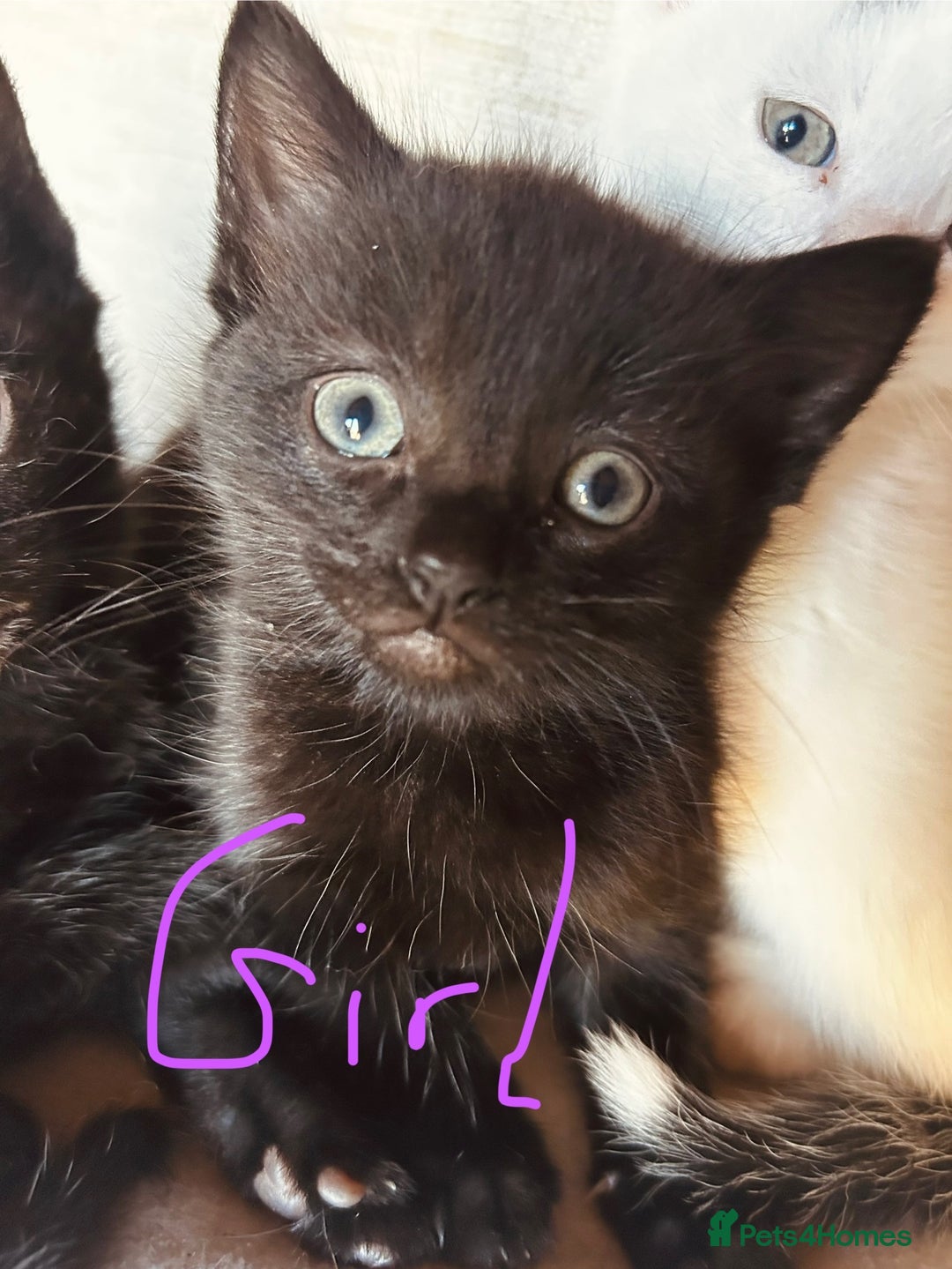Mixed Breed cats for sale: Cute child-friendly kittens - Image 4