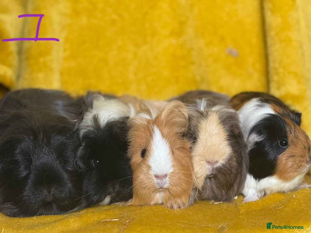 Guinea Pig rodents for sale: Pairs and a group - Image 7