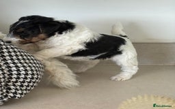Fox Terrier dogs for sale: Stunning wire fox terrier puppies  - Image 13