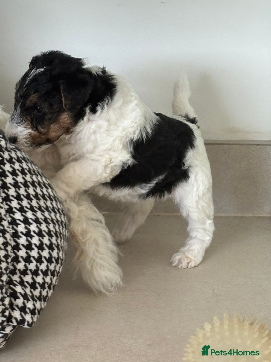 Fox Terrier dogs for sale: Stunning wire fox terrier puppies  - Image 13