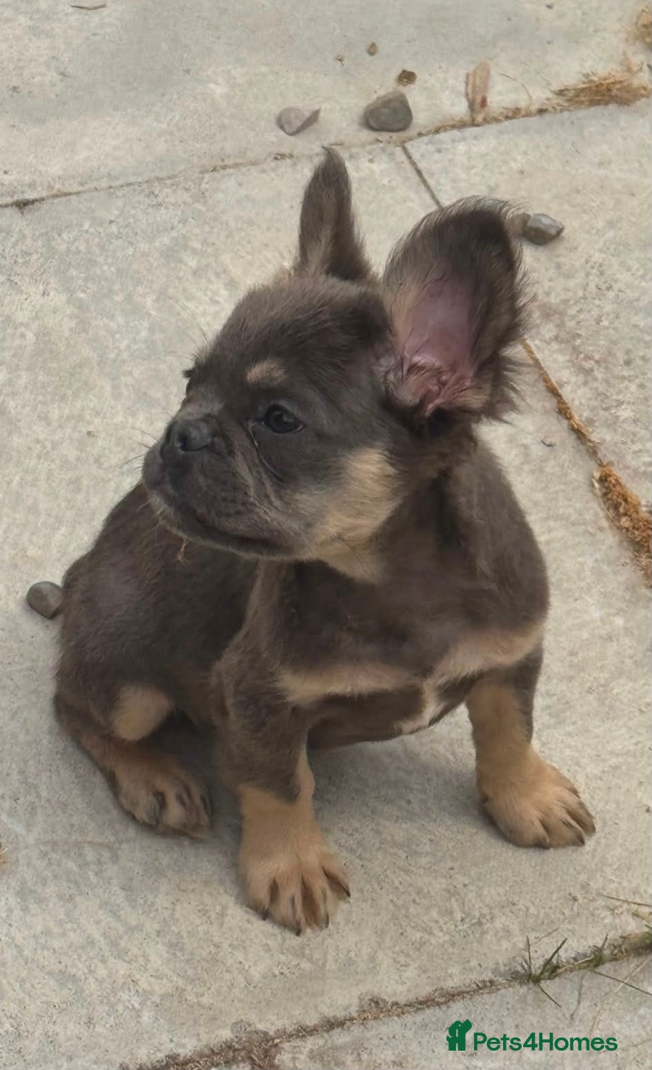 French Bulldog dogs Kc registered fluffy French bulldog pups  - Advert 2