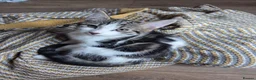 Mixed Breed cats for sale: Female kitten - Advert 4